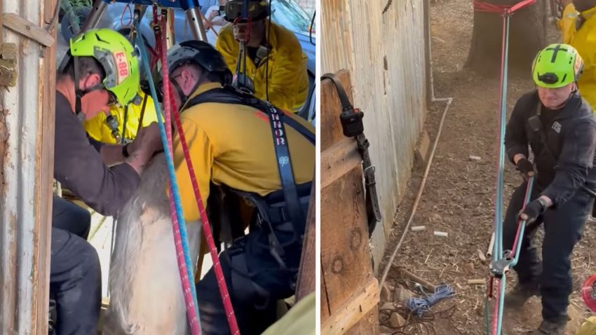 Rescatan a menor y perros de pozo en el condado Nevada