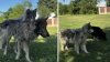 Alertan sobre presencia de perros tipo lobo en South Natomas