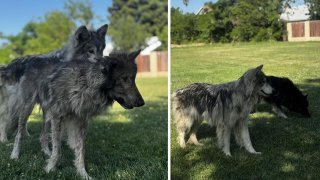Hallan perros tipo lobos en Sacramento