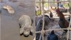 Cerdos confinados con otros cadáveres: presentan cargos contra un hombre por crueldad contra 500 animales