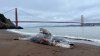 Hallan muertas a 5 ballenas durante la última semana en la Bahía de San Francisco
