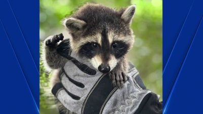 En video: rescatan a mapache bebé que quedó atascada en un árbol