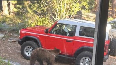 Autoridades sacrifican a osa en Lake Tahoe por representar un peligro para residentes