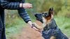Acusan a entrenador canino de California de dejar morir a 11 perros y destruir las pruebas