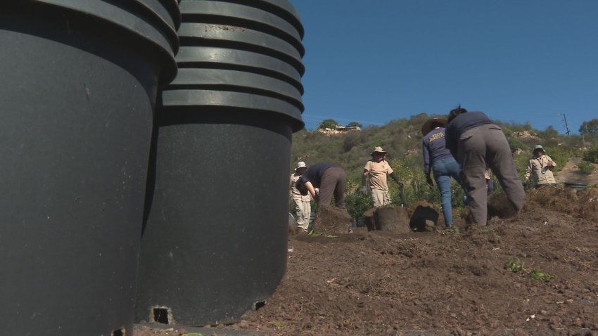 Roughly 25 people from State Agriculture are in Escondido this week destroying 32,000 citrus plants.