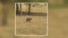 Avistan un oso deambulando en Roseville: ¿qué hacer ante un posible encuentro?