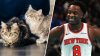 OG Anunoby, estrella de los Knicks, ayuda a los gatos y comparte mensaje para los dueños de mascotas