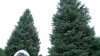 Seleccionan el próximo árbol de Navidad de la Casa Blanca